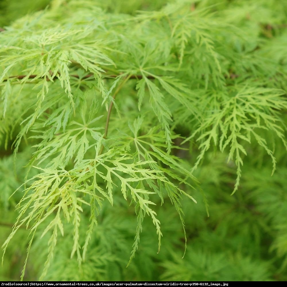 Klon palmowy Disectum - Acer palmatum Disectum
