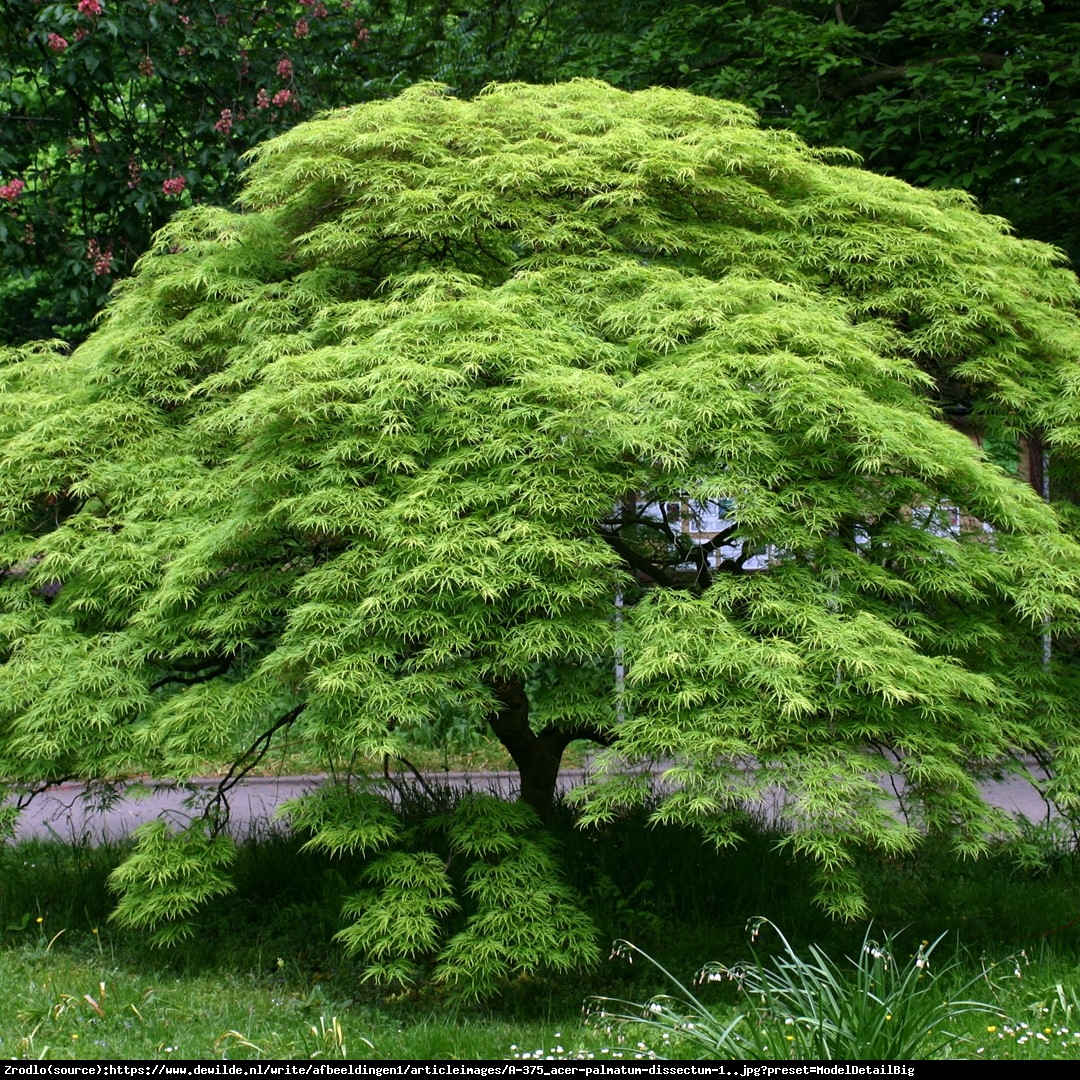 Klon palmowy Disectum - Acer palmatum Disectum