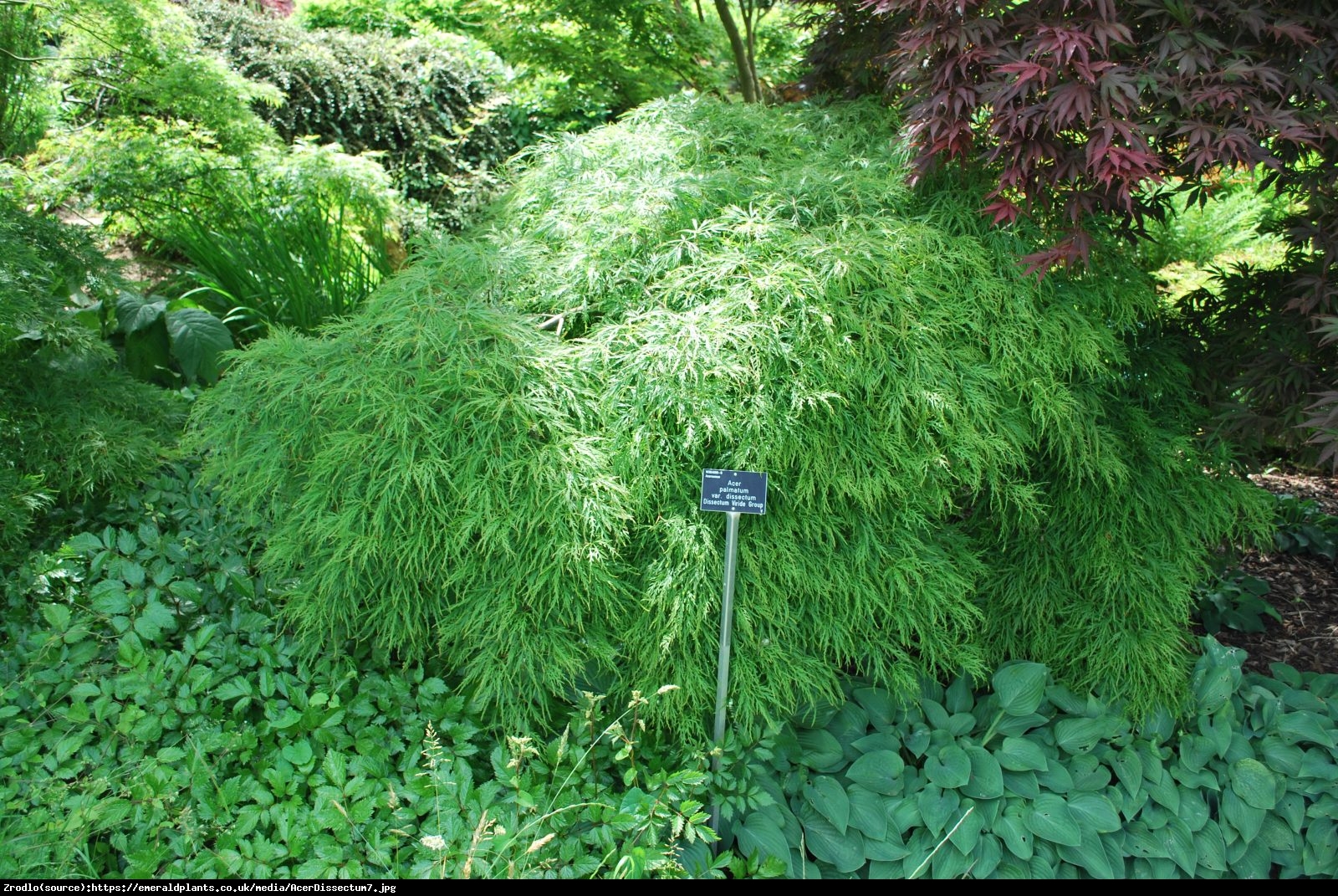 Klon palmowy Disectum - Acer palmatum Disectum