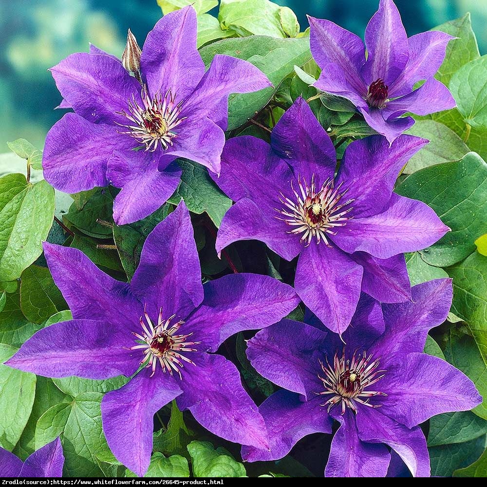 Powojnik The President - Clematis The President