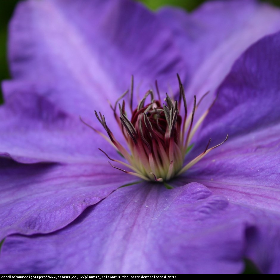 Powojnik The President - Clematis The President