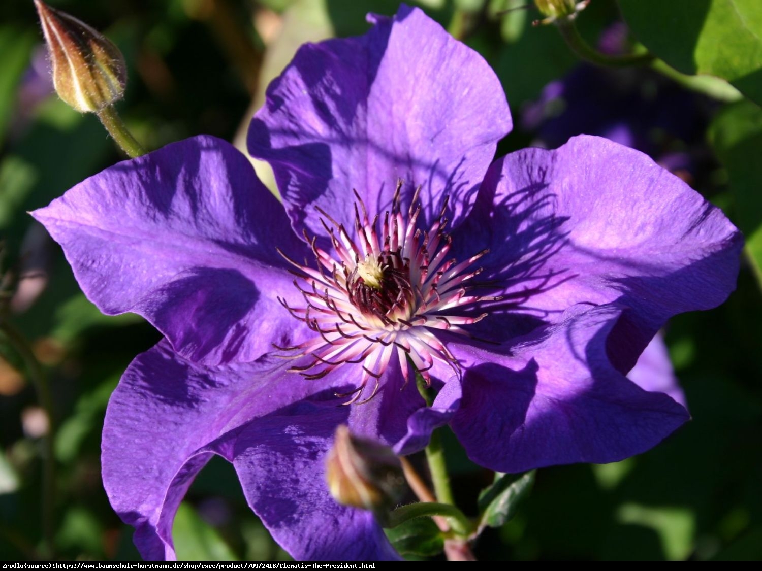 Powojnik The President - Clematis The President