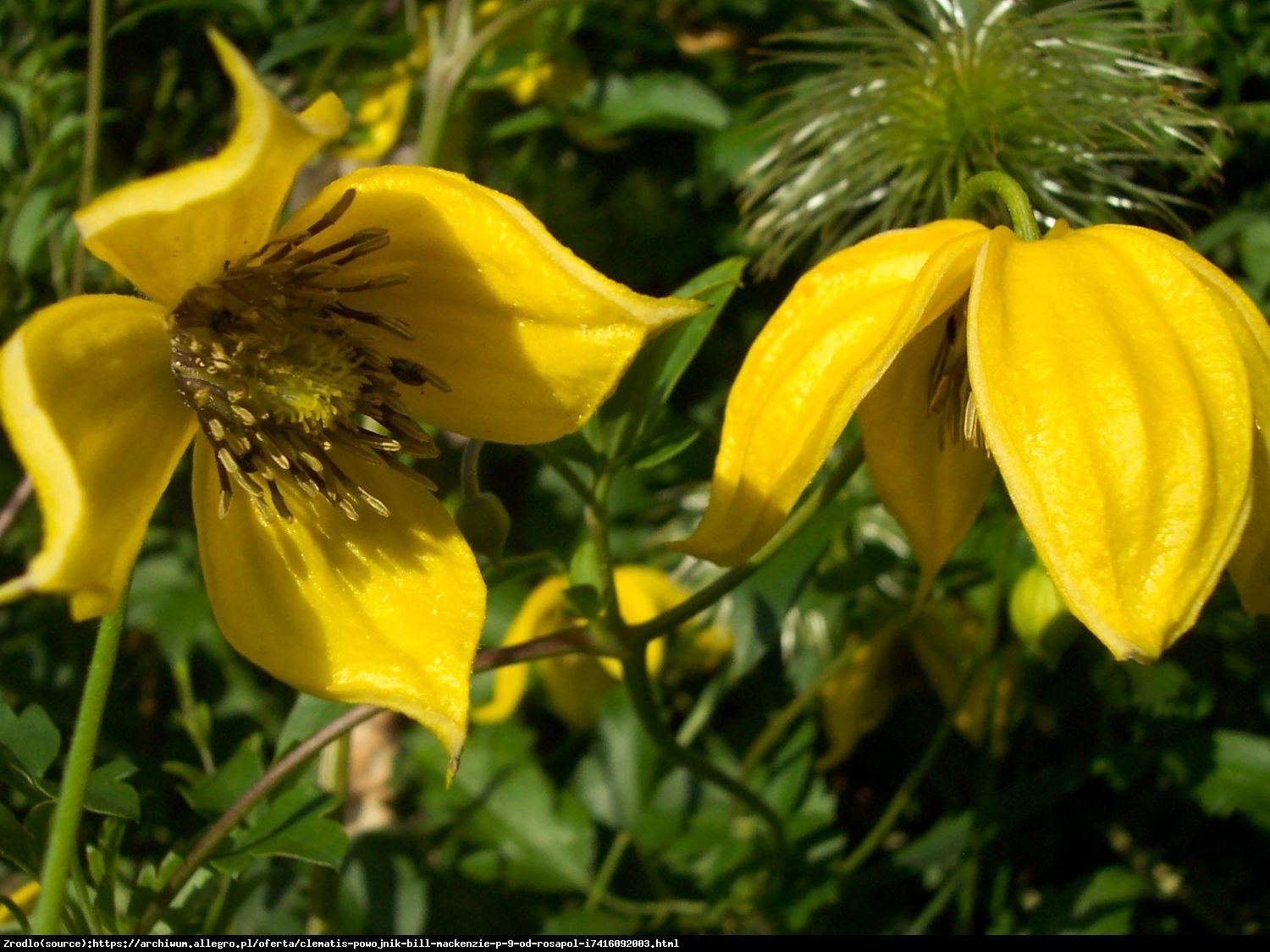 Powojnik Bill MacKenzie  - Clematis  Bill MacKenzie 