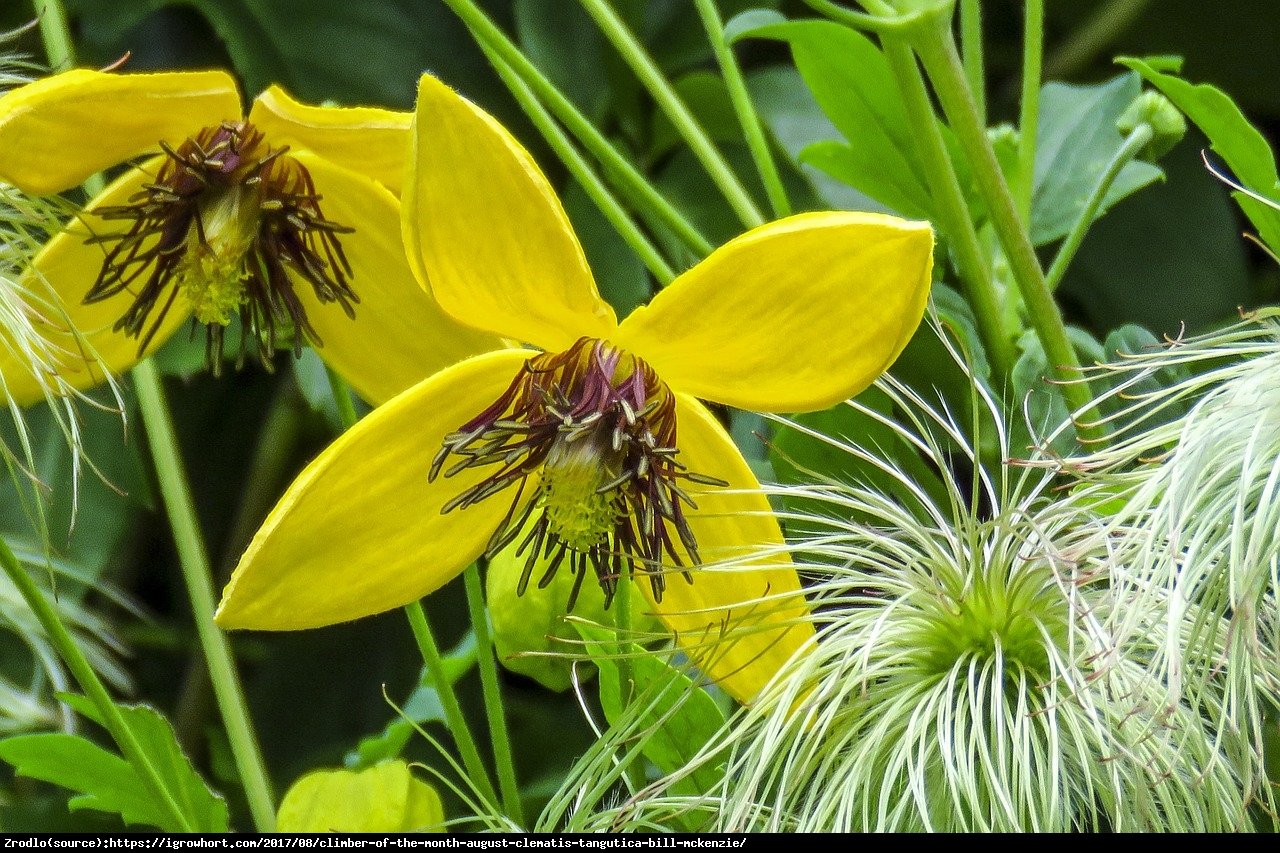 Powojnik Bill MacKenzie  - Clematis  Bill MacKenzie 