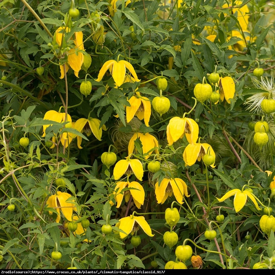 Powojnik Bill MacKenzie  - Clematis  Bill MacKenzie 