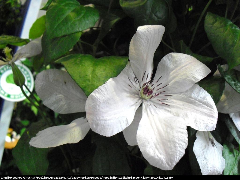 Powojnik  Jan Paweł II  wielkokwiatowy - Clematis  Jan Paweł II 