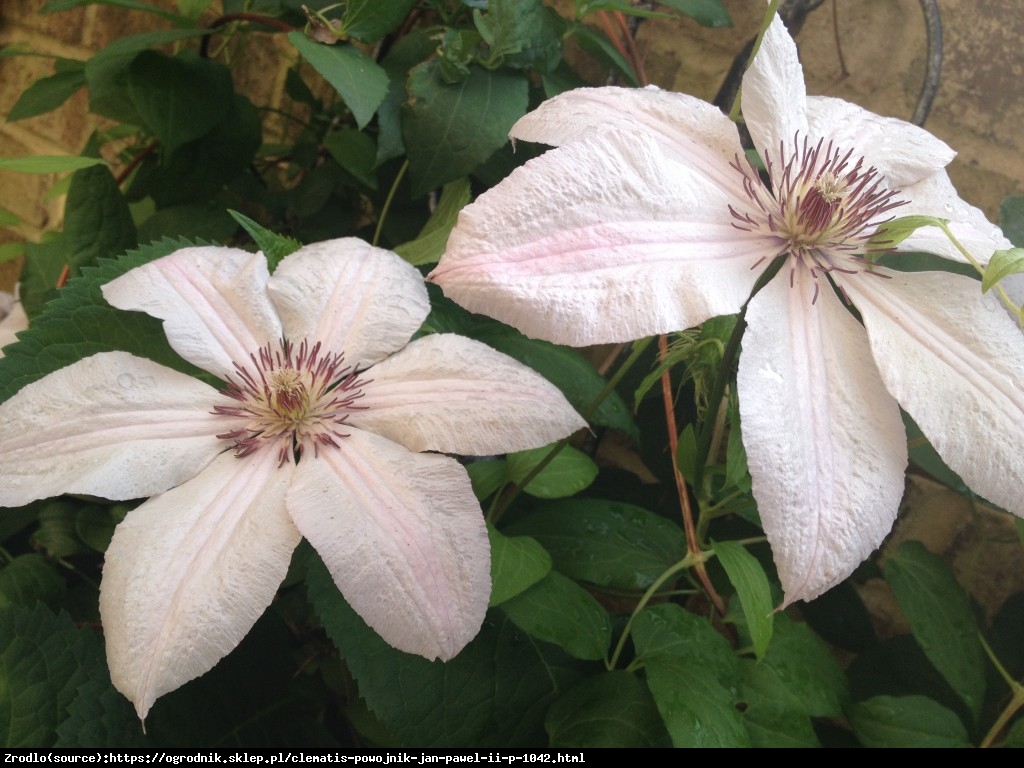 Powojnik  Jan Paweł II  wielkokwiatowy - Clematis  Jan Paweł II 