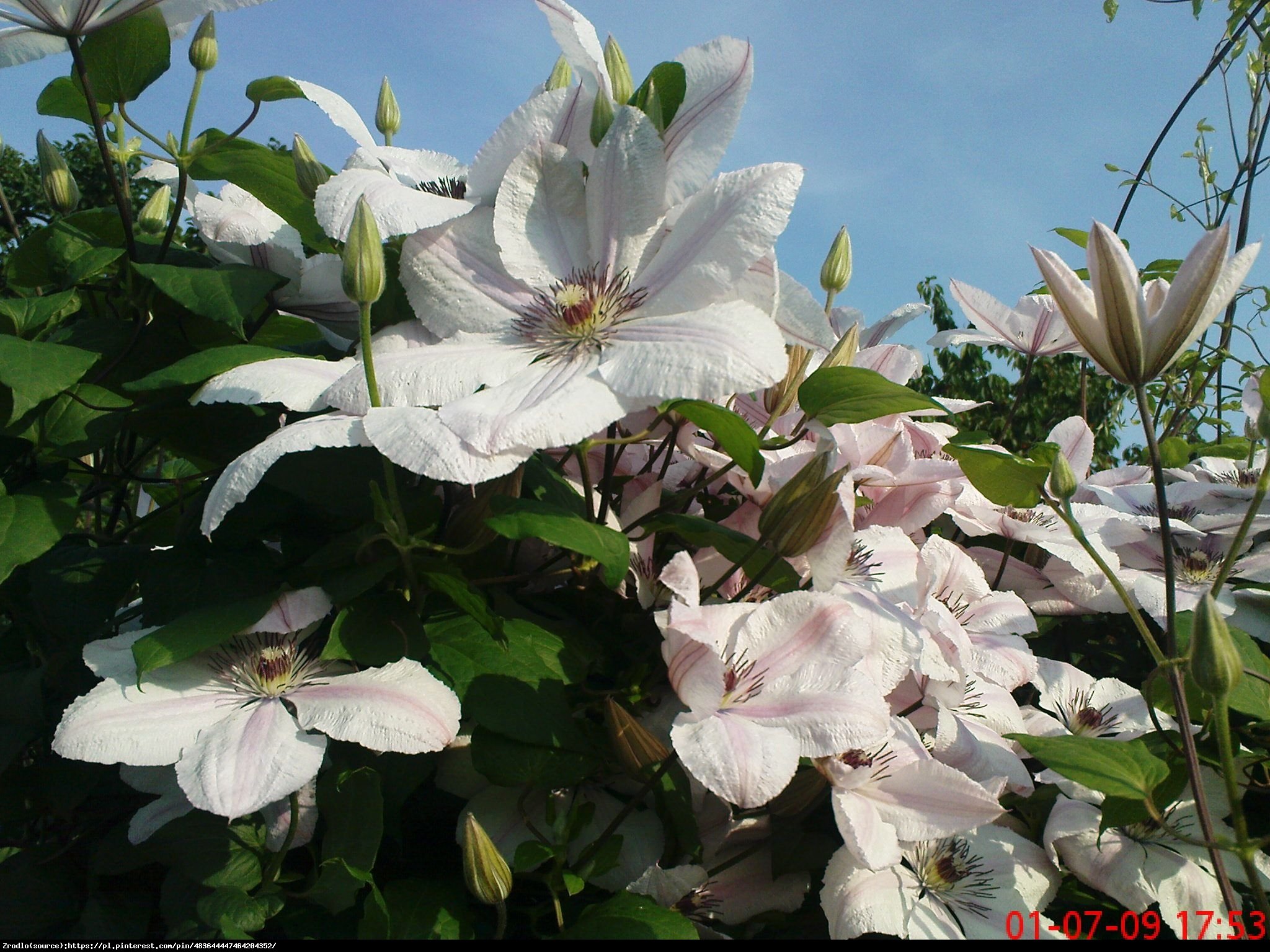 Powojnik  Jan Paweł II  wielkokwiatowy - Clematis  Jan Paweł II 