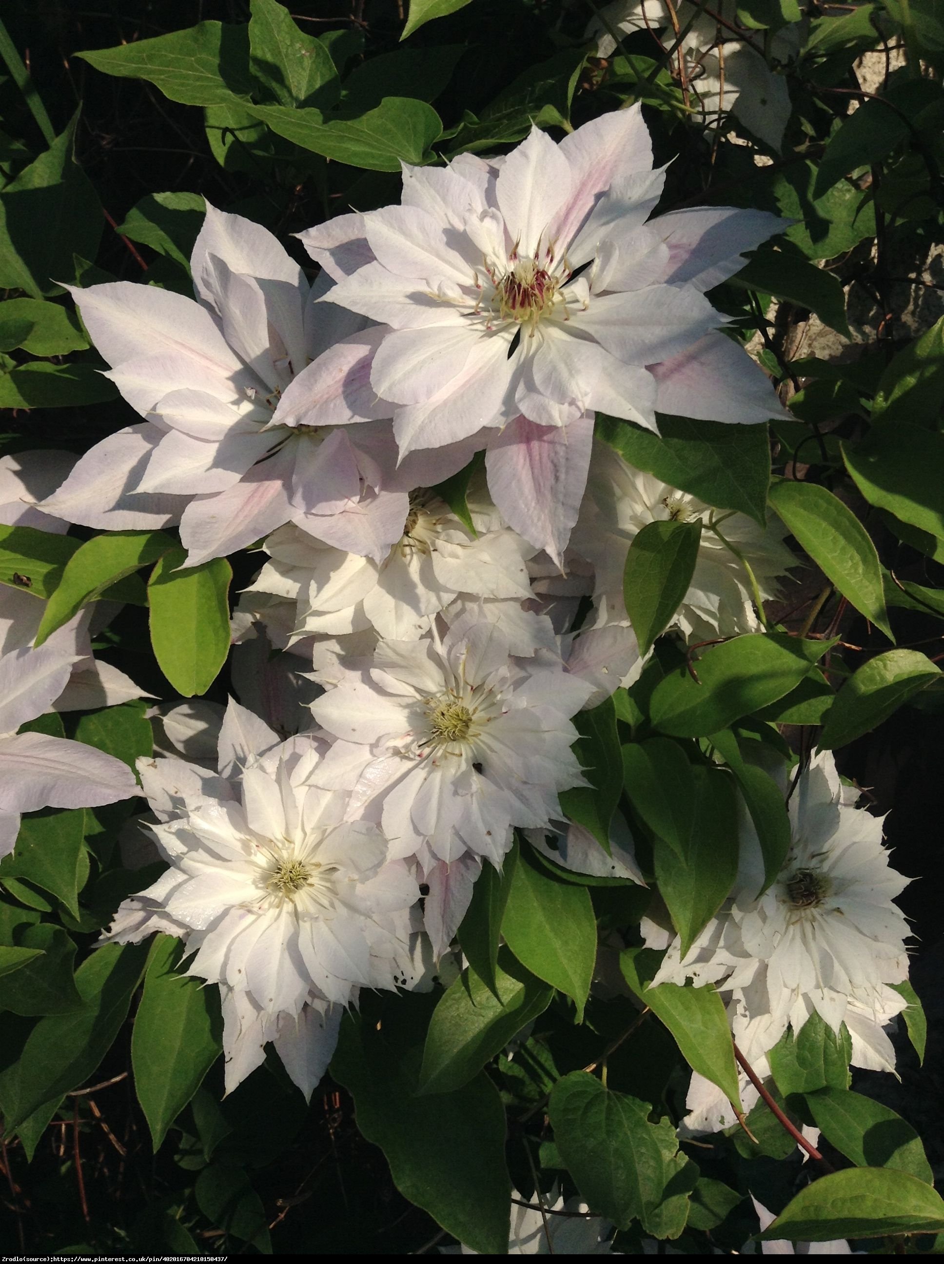 Powojnik  Jan Paweł II  wielkokwiatowy - Clematis  Jan Paweł II 