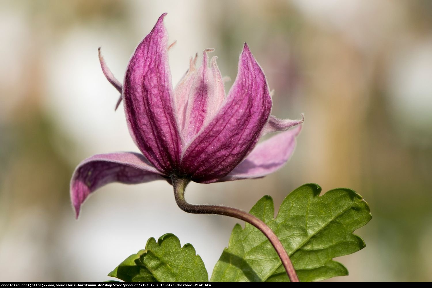 Powojnik Markhams Pink  - Clematis Markhams Pink 