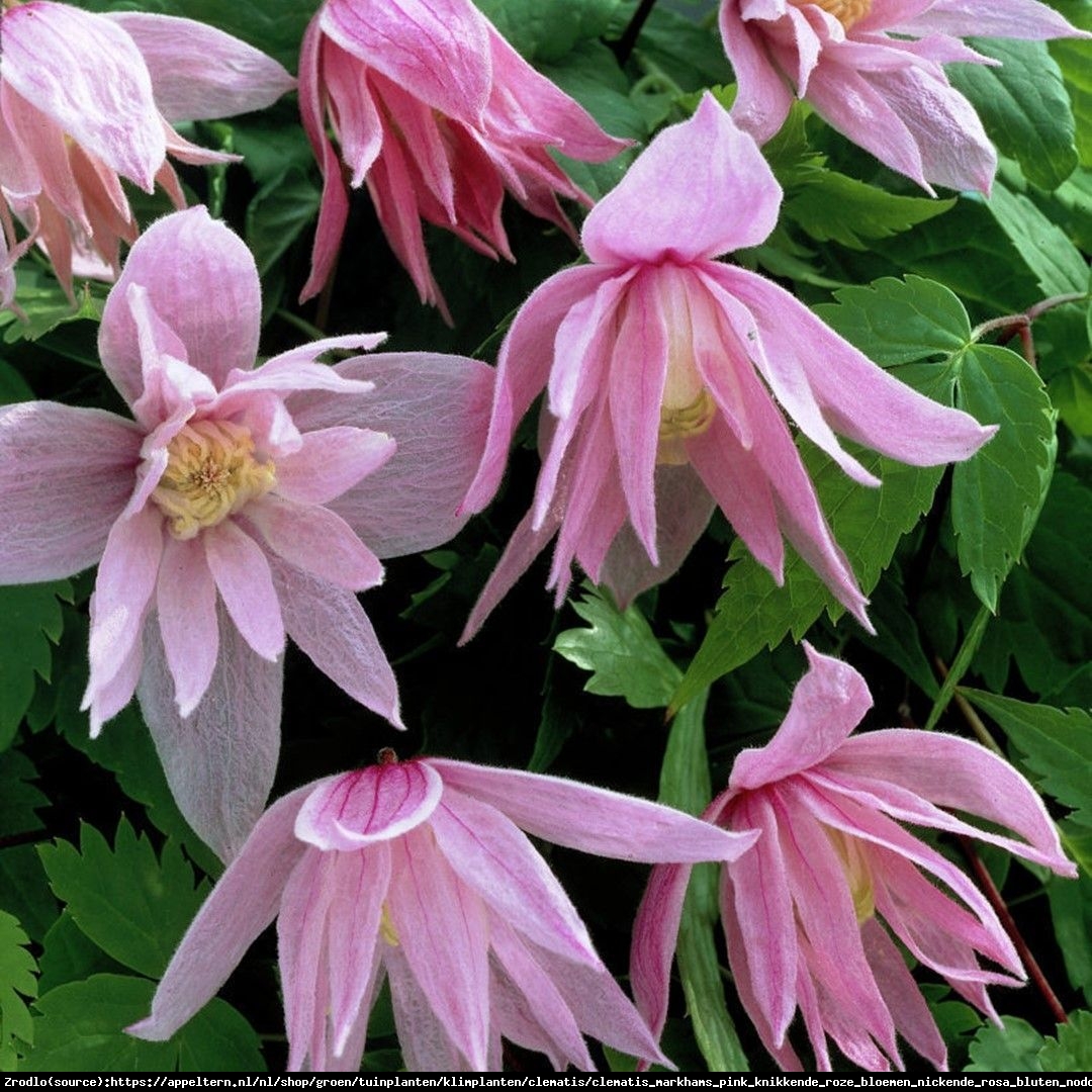 Powojnik Markhams Pink Clematis Markhams Pink