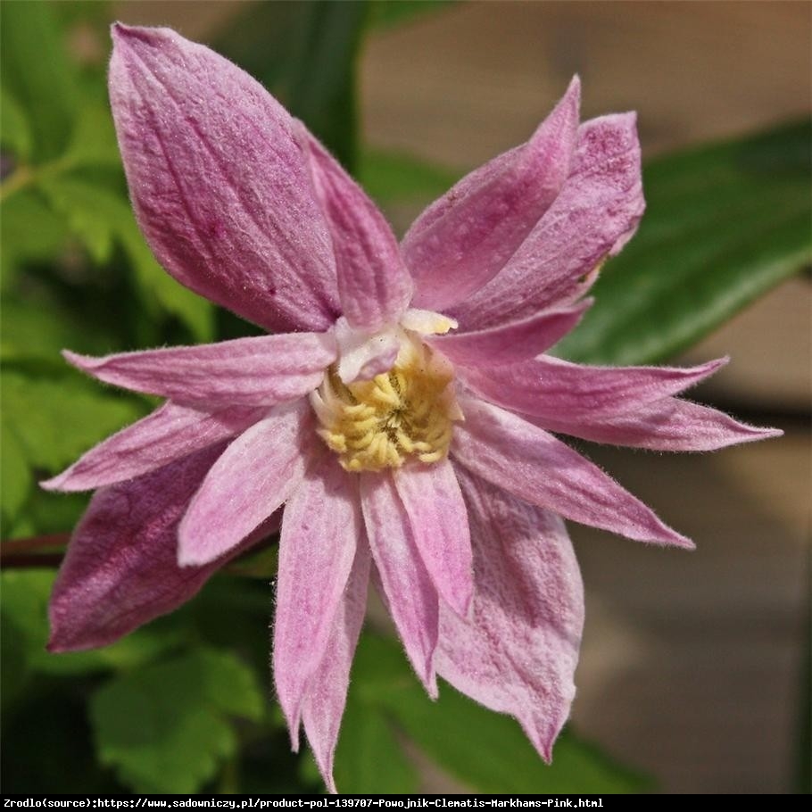 Powojnik Markhams Pink  - Clematis Markhams Pink 