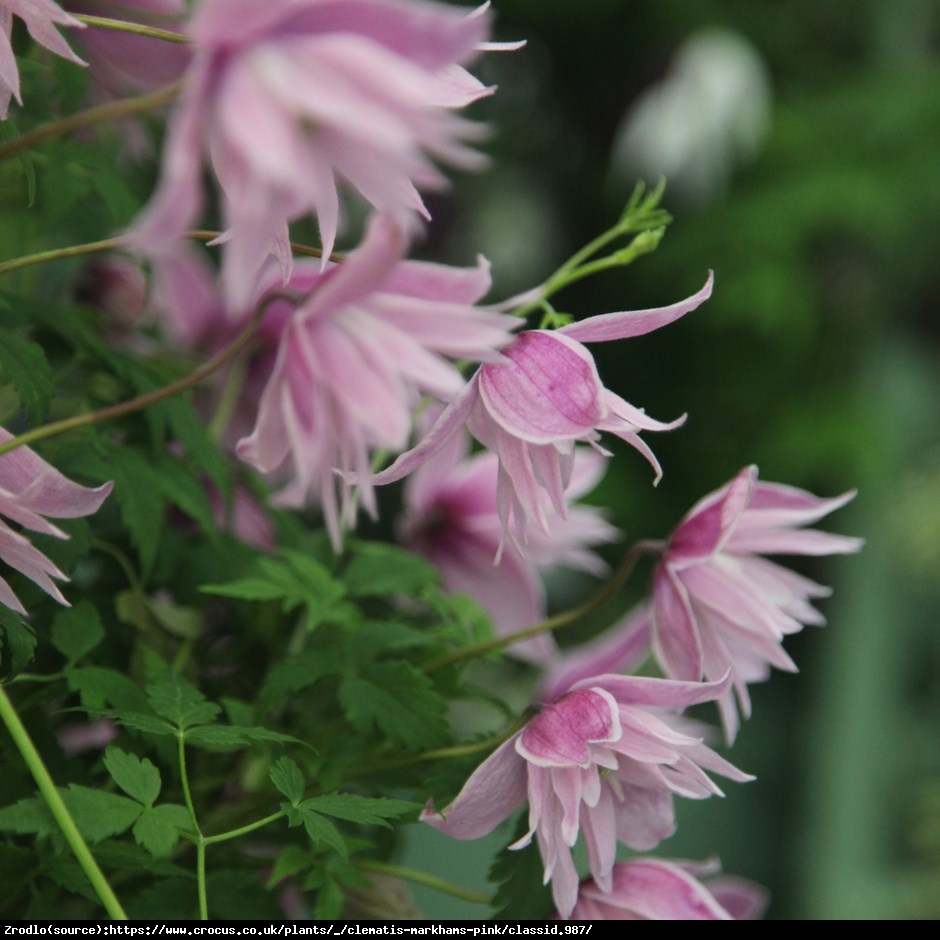 Powojnik Markhams Pink  - Clematis Markhams Pink 