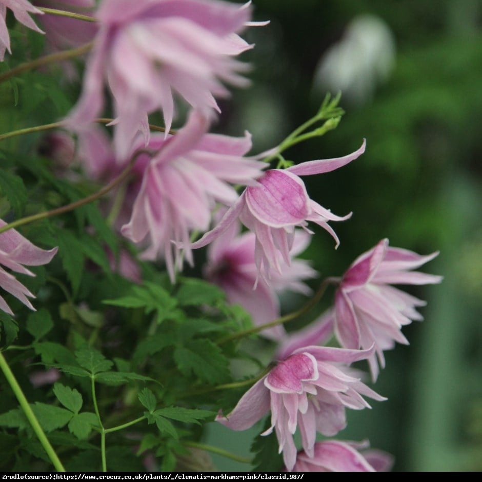 Powojnik Markhams Pink  - Clematis Markhams Pink 