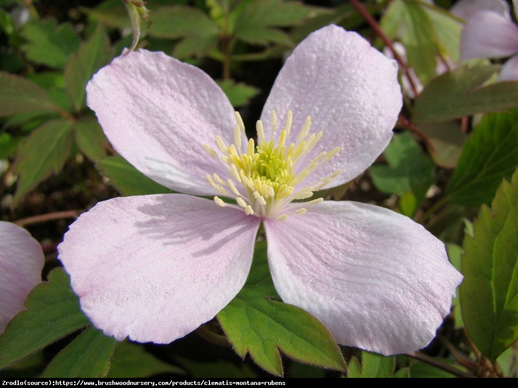 Powojnik górski odmiana różowa - Clematis montana var.rubens