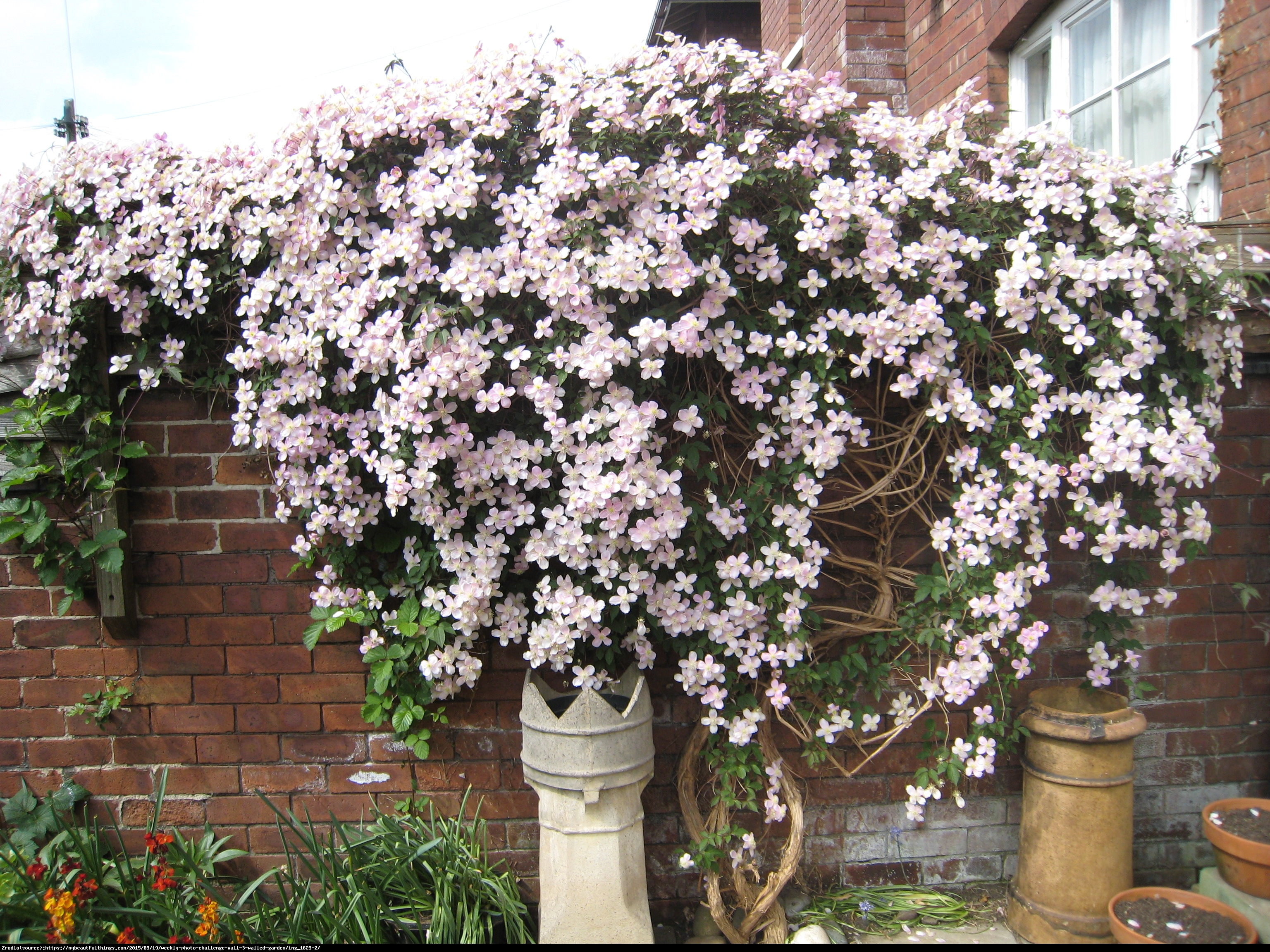 Powojnik górski odmiana różowa - Clematis montana var.rubens