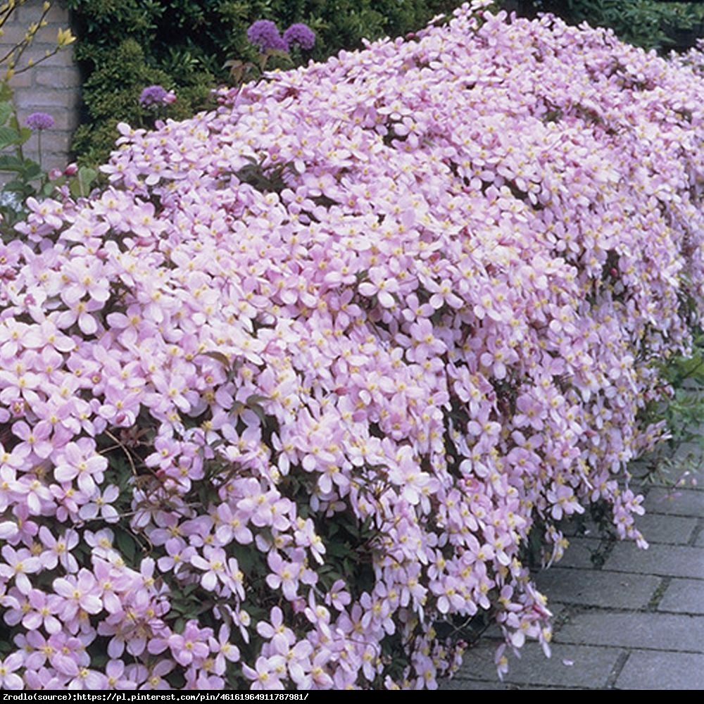 Powojnik górski odmiana różowa - Clematis montana var.rubens