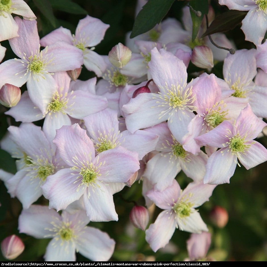 Powojnik górski odmiana różowa - Clematis montana var.rubens