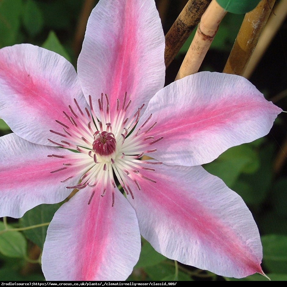 Powojnik Nelly Moser wielkokwiatowy - Clematis Nelly Moser