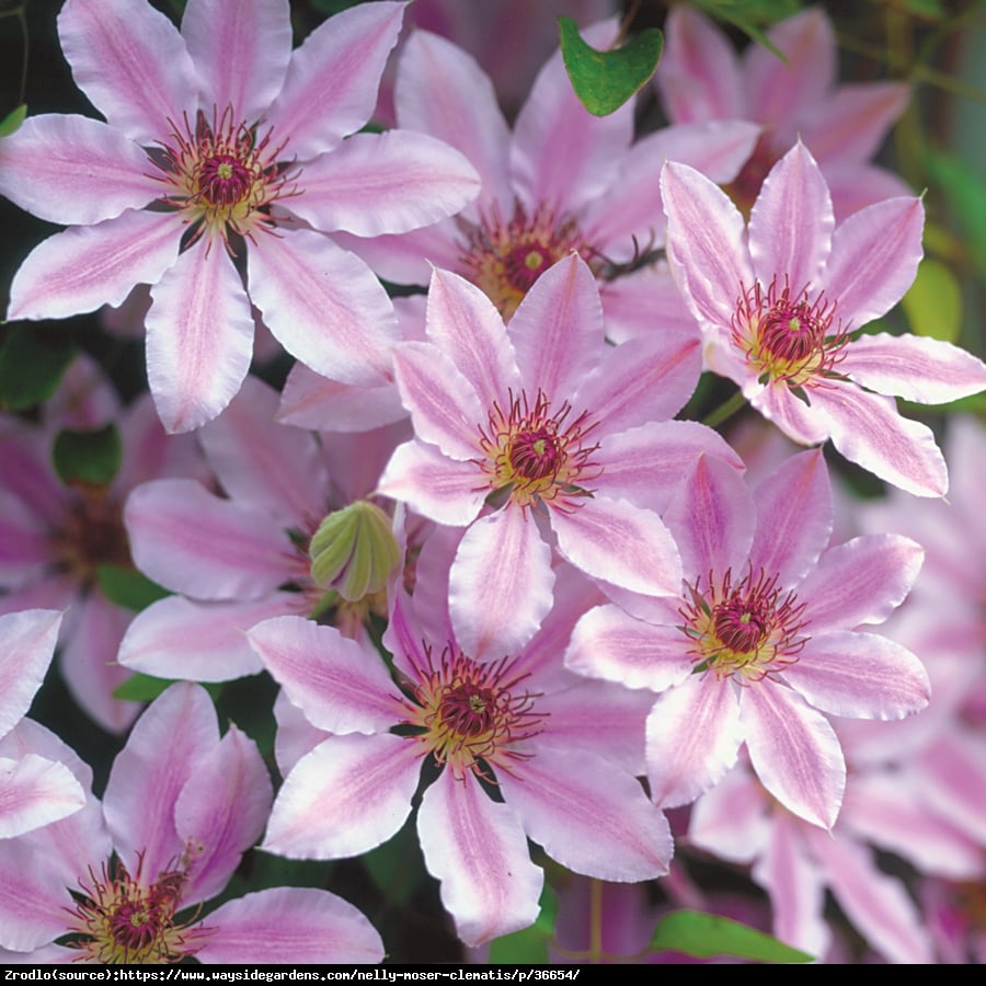 Powojnik Nelly Moser wielkokwiatowy - Clematis Nelly Moser