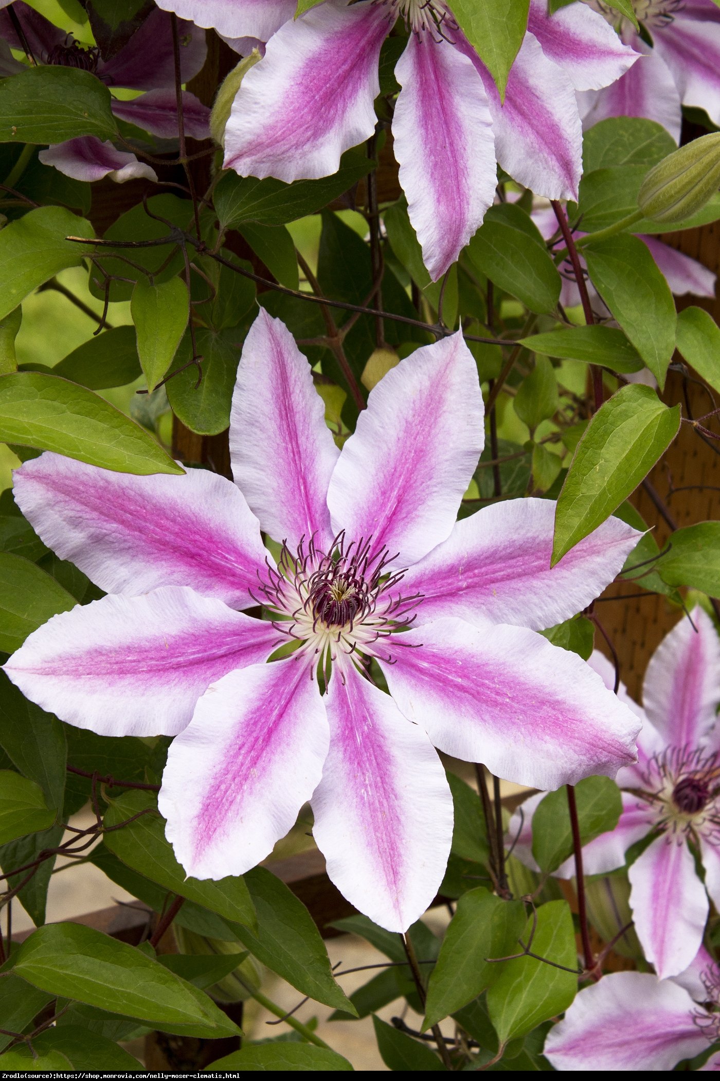 Powojnik Nelly Moser wielkokwiatowy - Clematis Nelly Moser