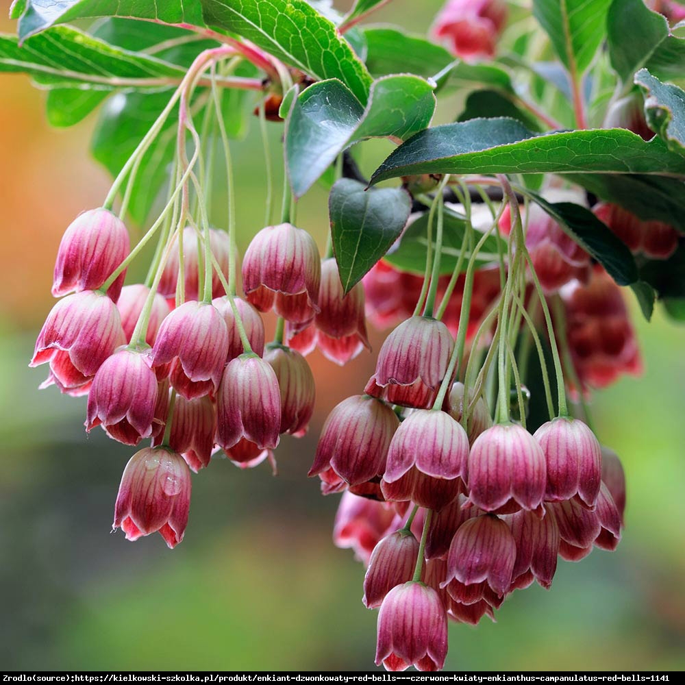 Enkiant dzwonkowaty  - Enkianthus campanulatus