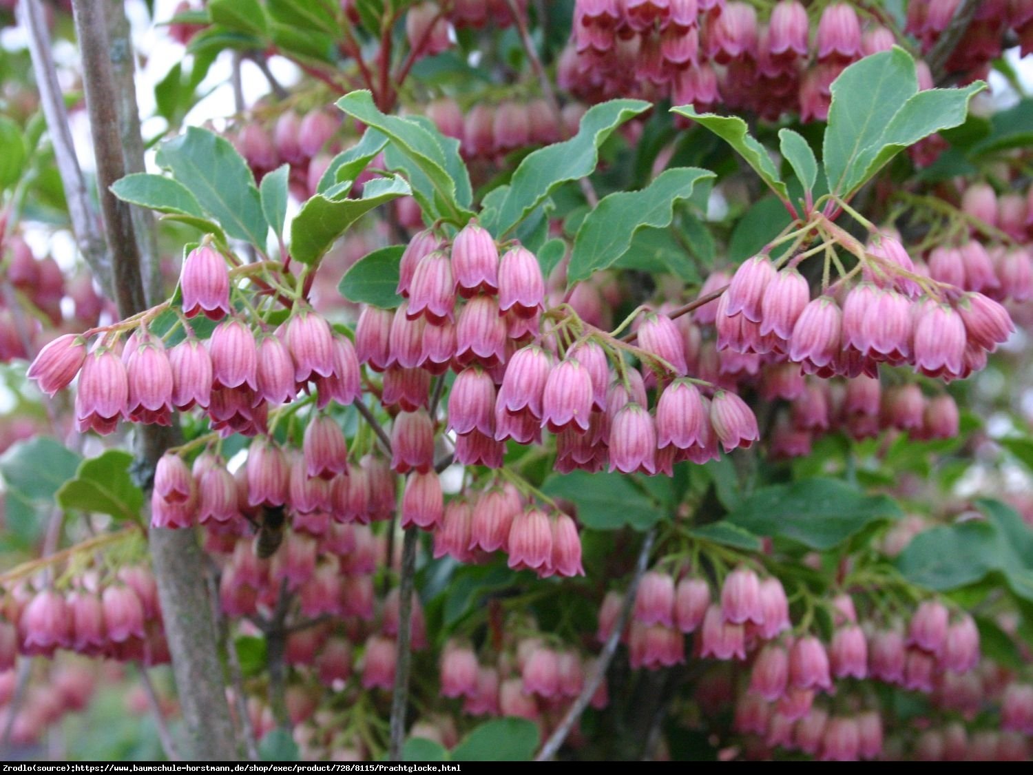 Enkiant dzwonkowaty  - Enkianthus campanulatus