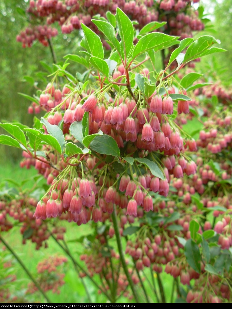 Enkiant dzwonkowaty  - Enkianthus campanulatus