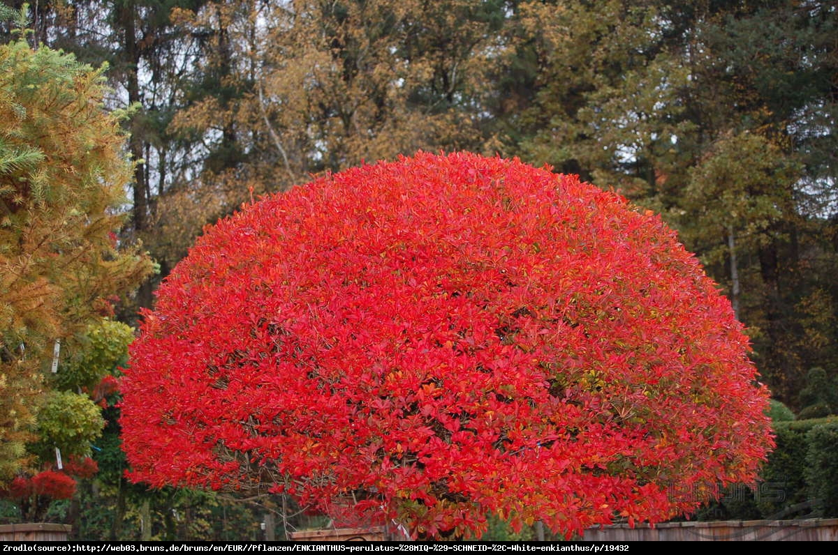 Enkiant dzwonkowaty  - Enkianthus campanulatus