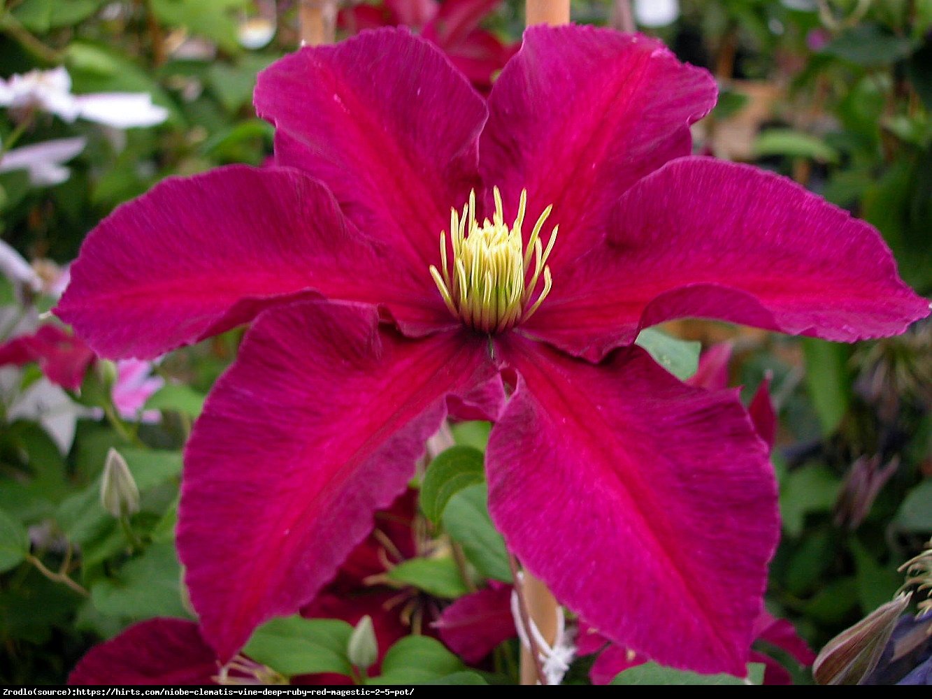 Powojnik Niobe wielkokwiatowy - Clematis Niobe 