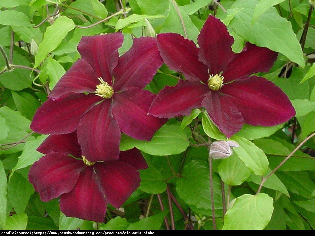 Powojnik Niobe wielkokwiatowy - Clematis Niobe 