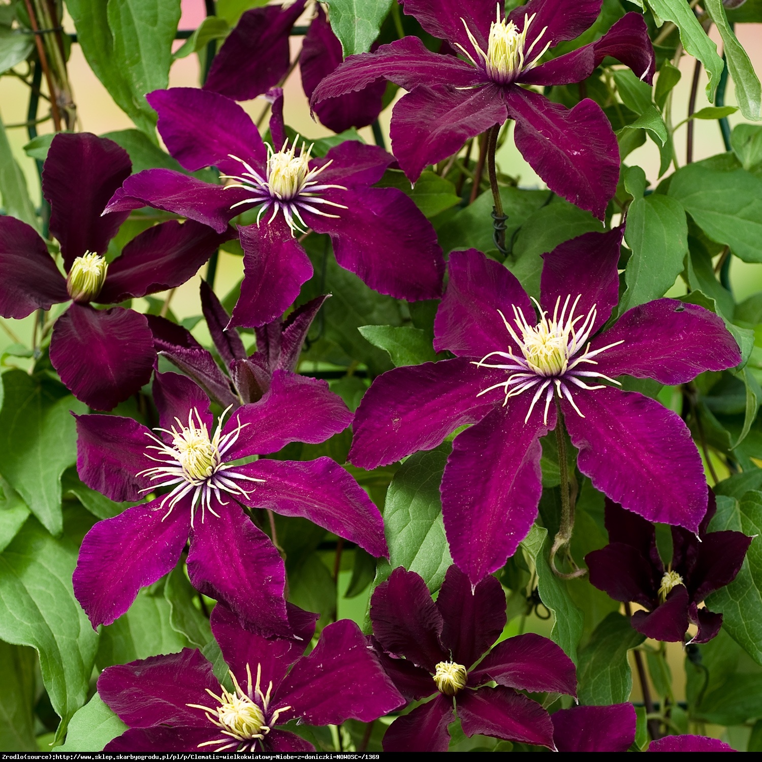 Powojnik Niobe wielkokwiatowy - Clematis Niobe 