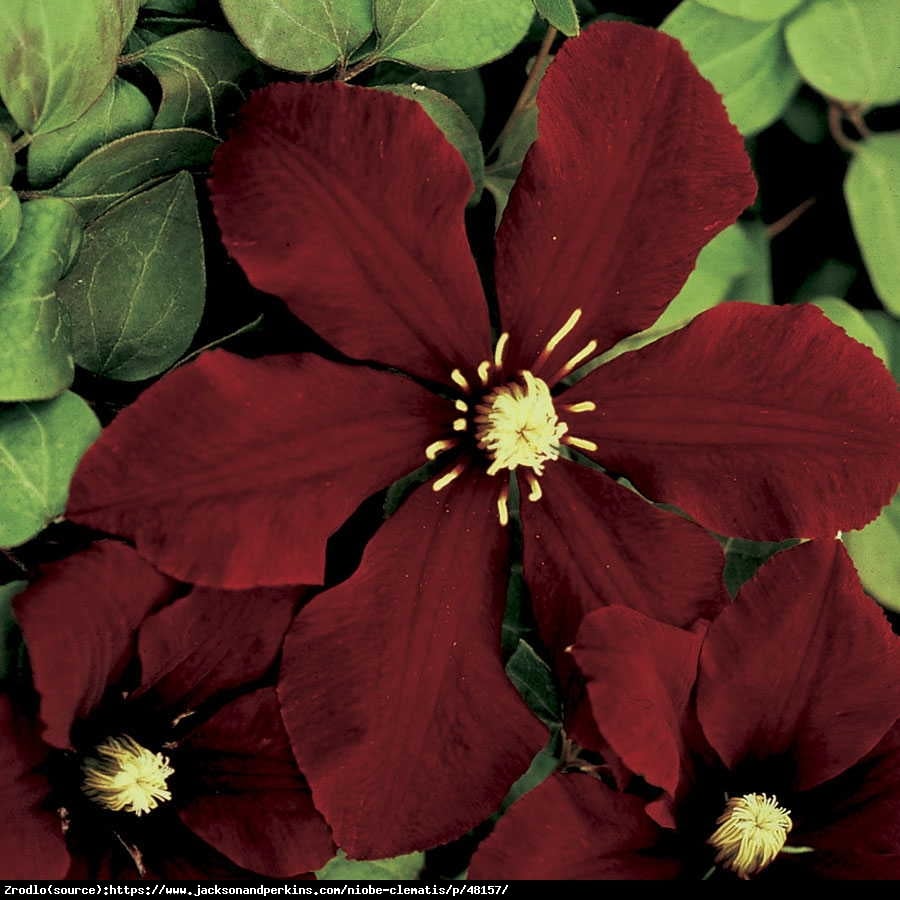 Powojnik Niobe wielkokwiatowy - Clematis Niobe 