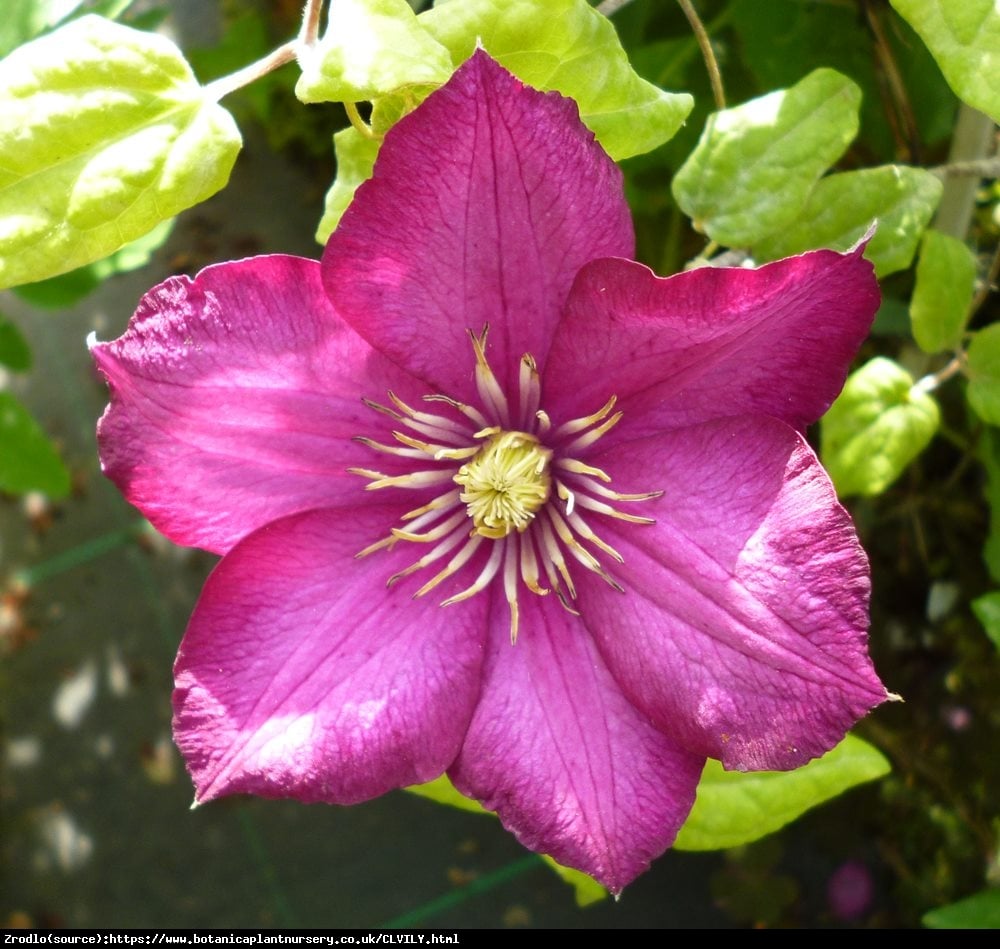 Powojnik Ville de Lyon  - Clematis Ville de Lyon 