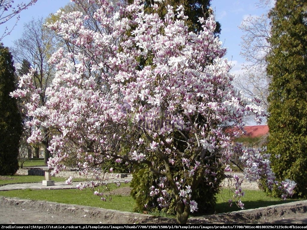 Magnolia pośrednia Soulangeana - Magnolia soulangeana