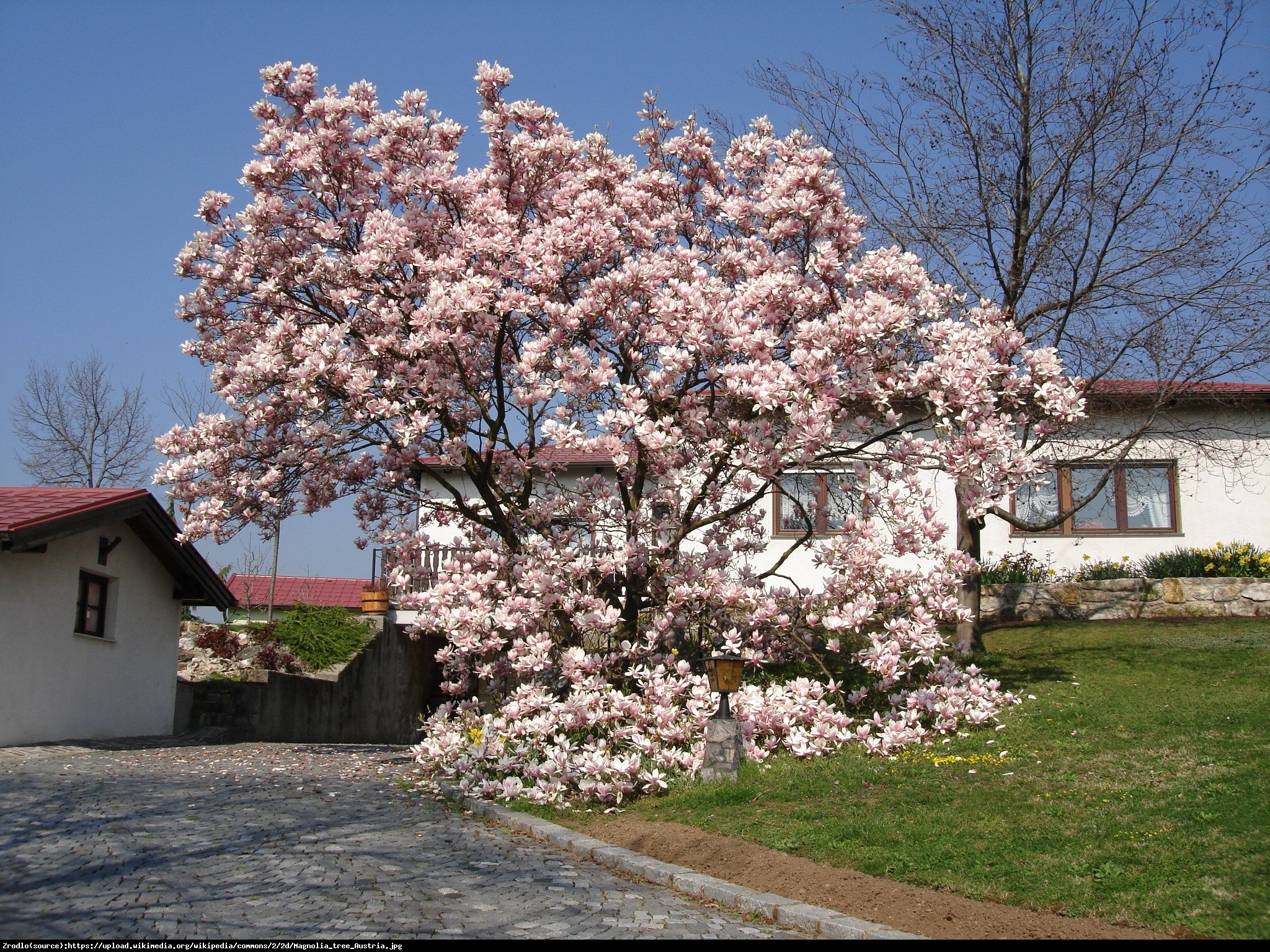 Magnolia pośrednia Soulangeana - Magnolia soulangeana