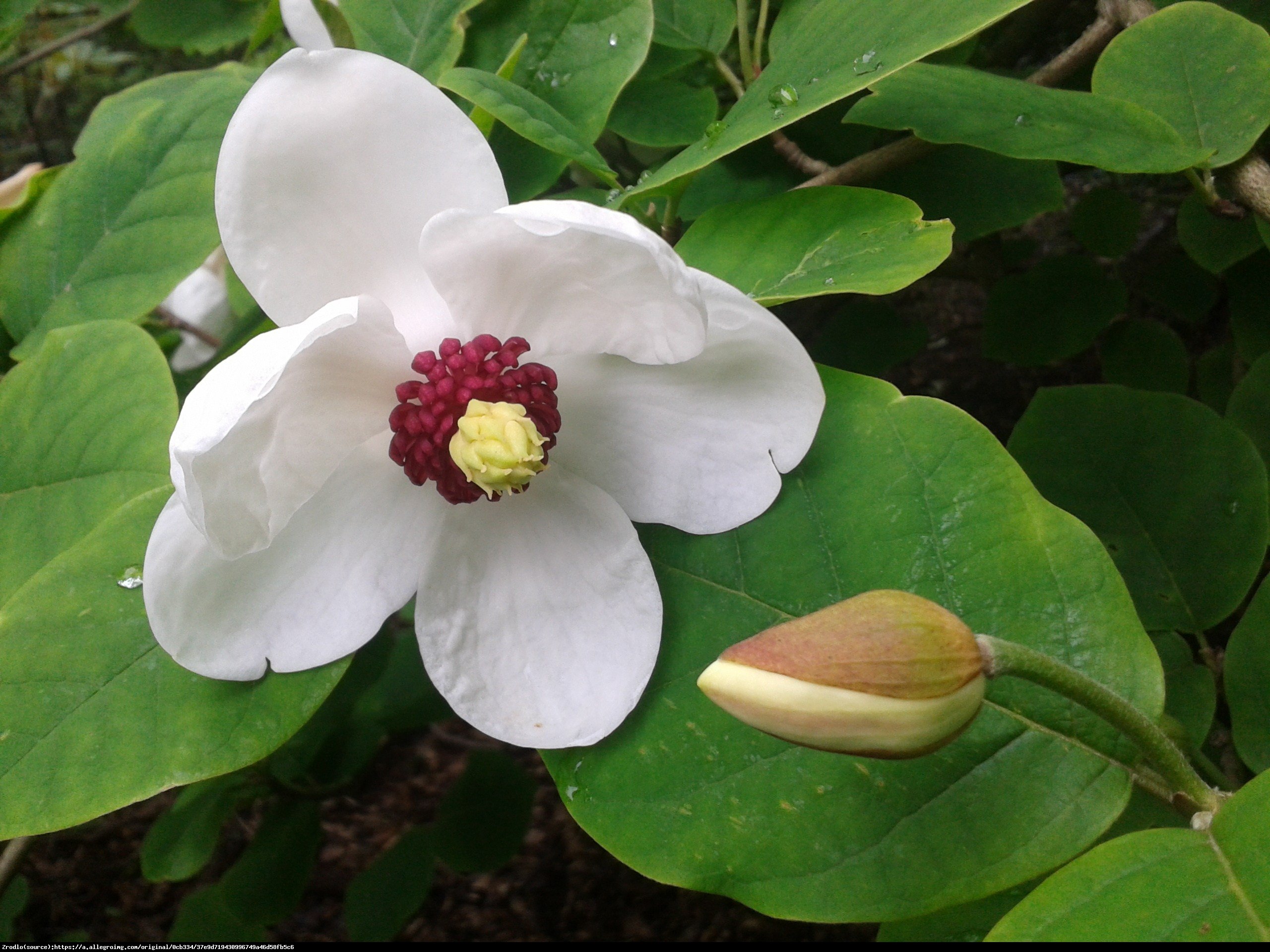 Magnolia Siebolda P9 - Magnolia siebolda