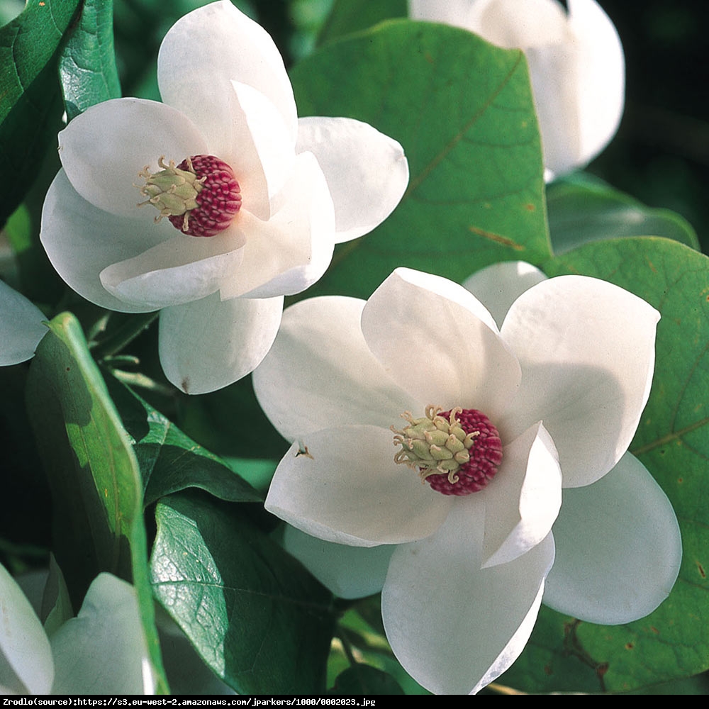 Magnolia Siebolda P9 - Magnolia siebolda