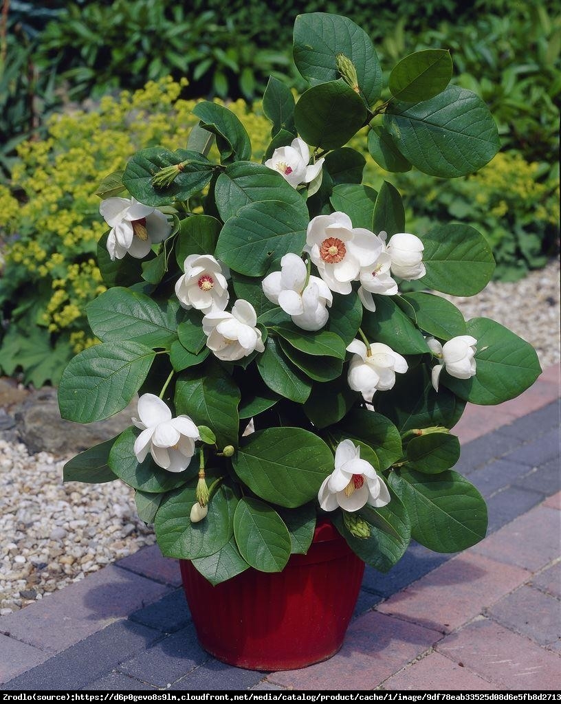 Magnolia Siebolda P9 - Magnolia siebolda