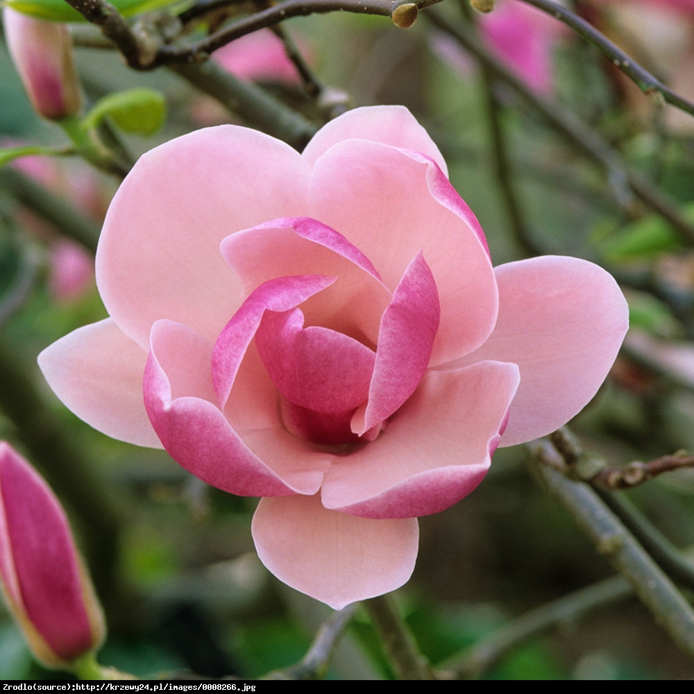 Magnolia pośrednia Rustica Rubra - Magnolia Rustica Rubra