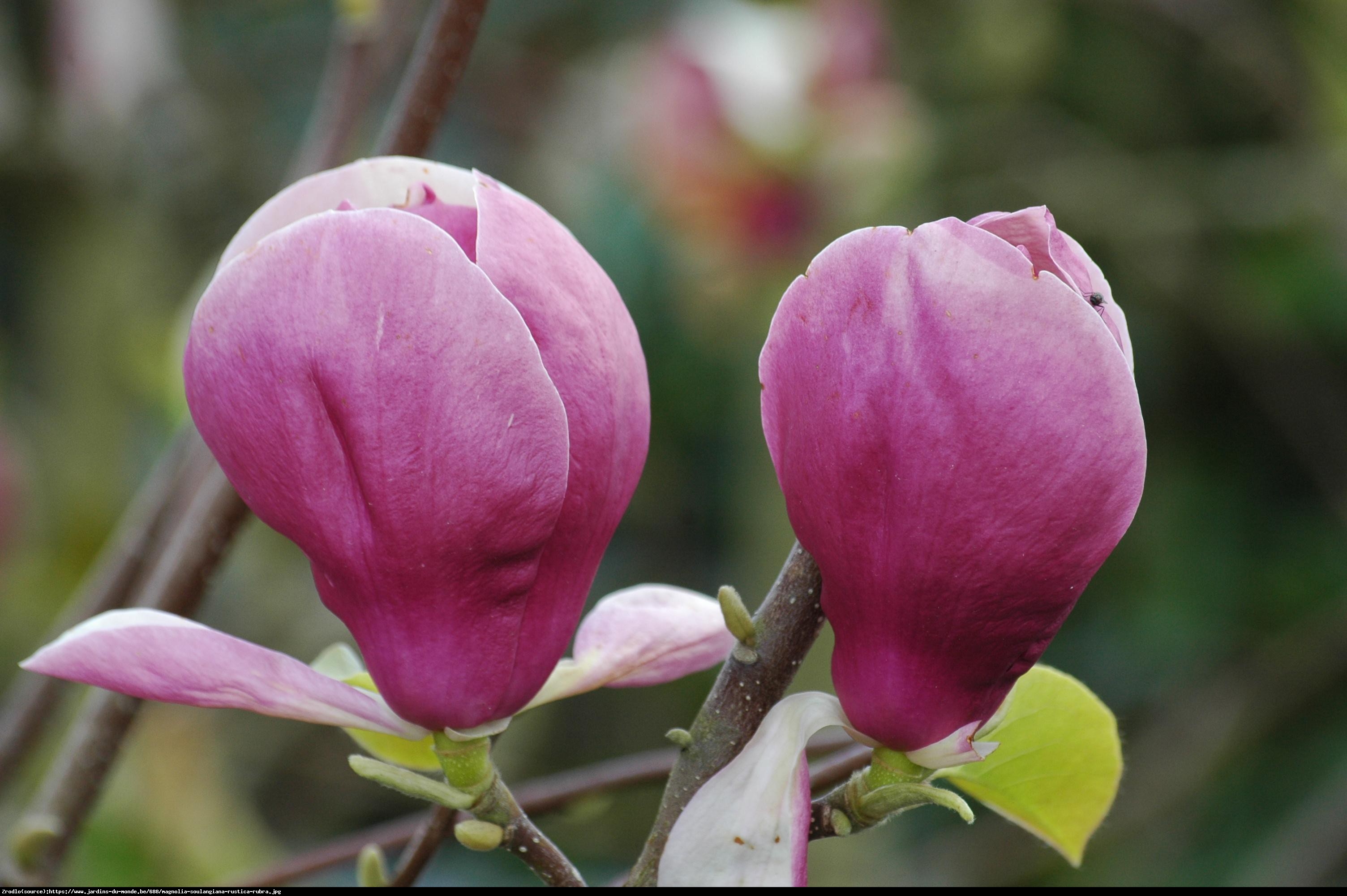Magnolia pośrednia Rustica Rubra - Magnolia Rustica Rubra