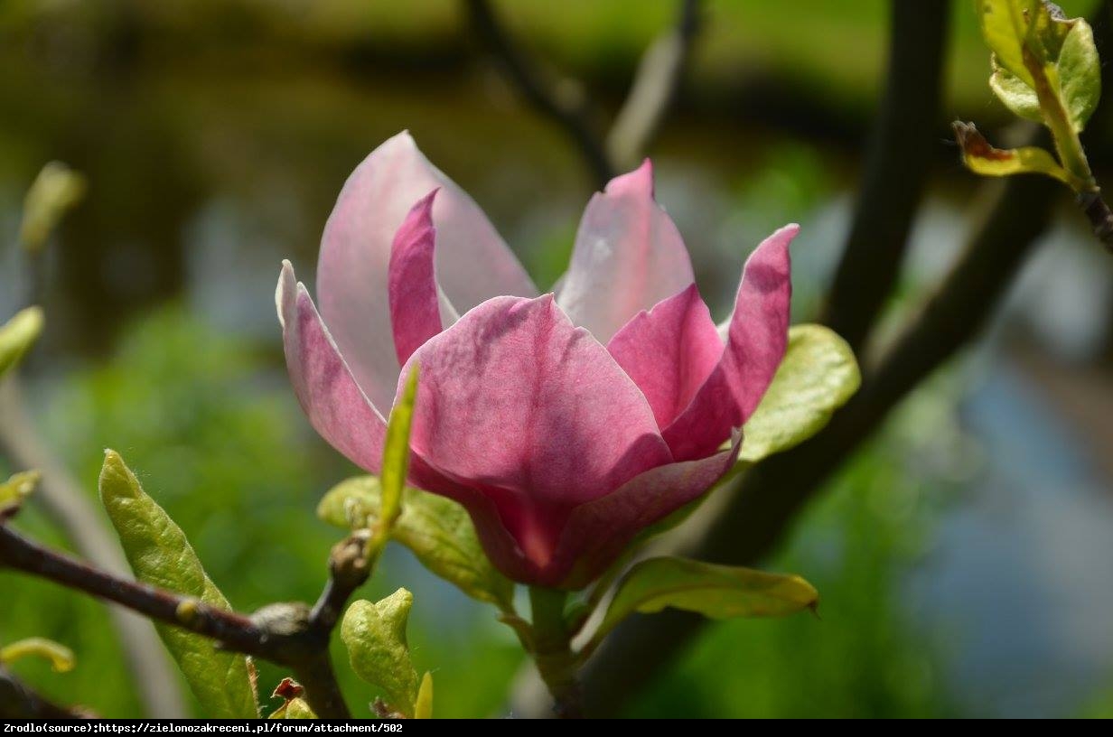 Magnolia pośrednia Rustica Rubra - Magnolia Rustica Rubra
