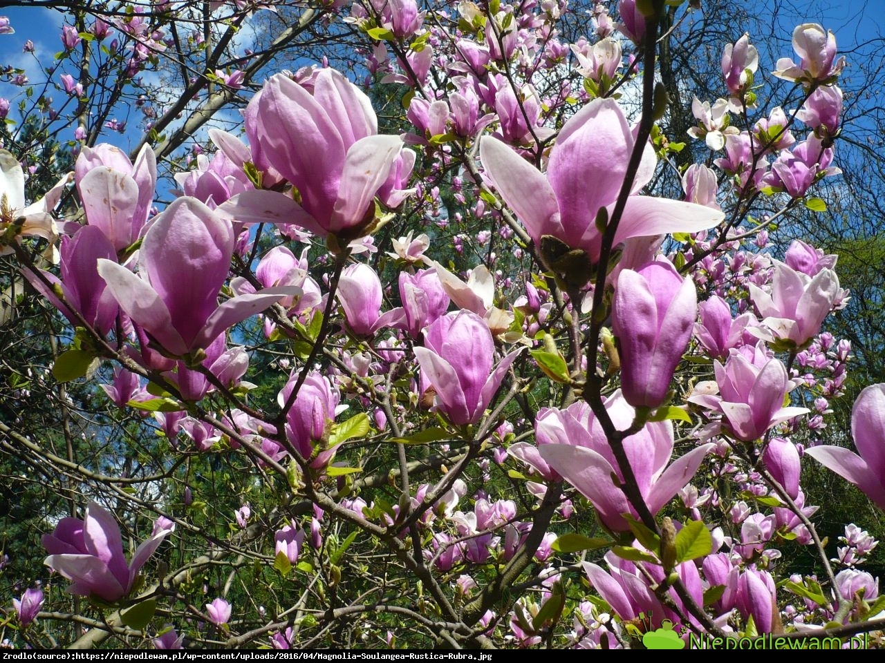 Magnolia pośrednia Rustica Rubra - Magnolia Rustica Rubra