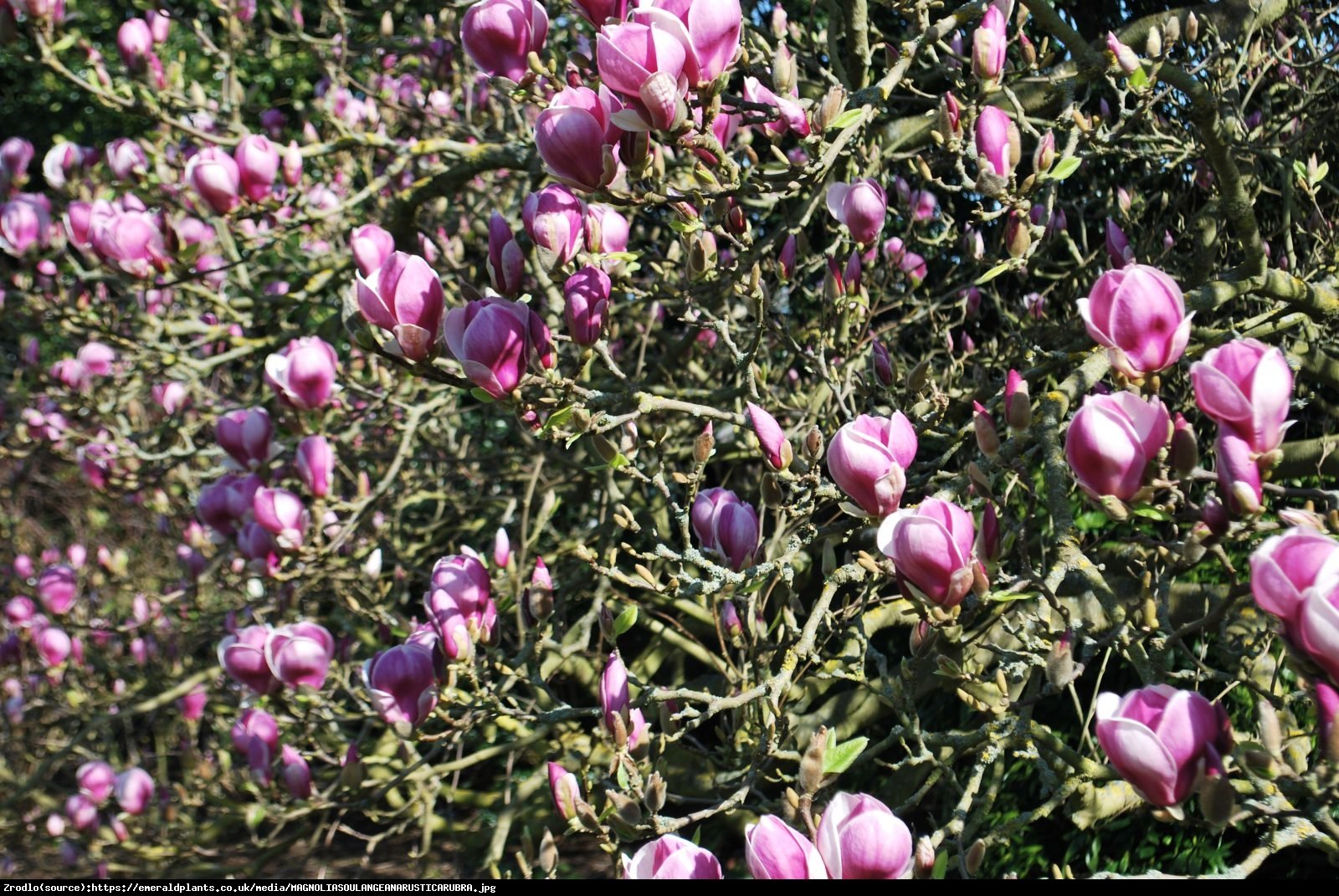 Magnolia pośrednia Rustica Rubra - Magnolia Rustica Rubra