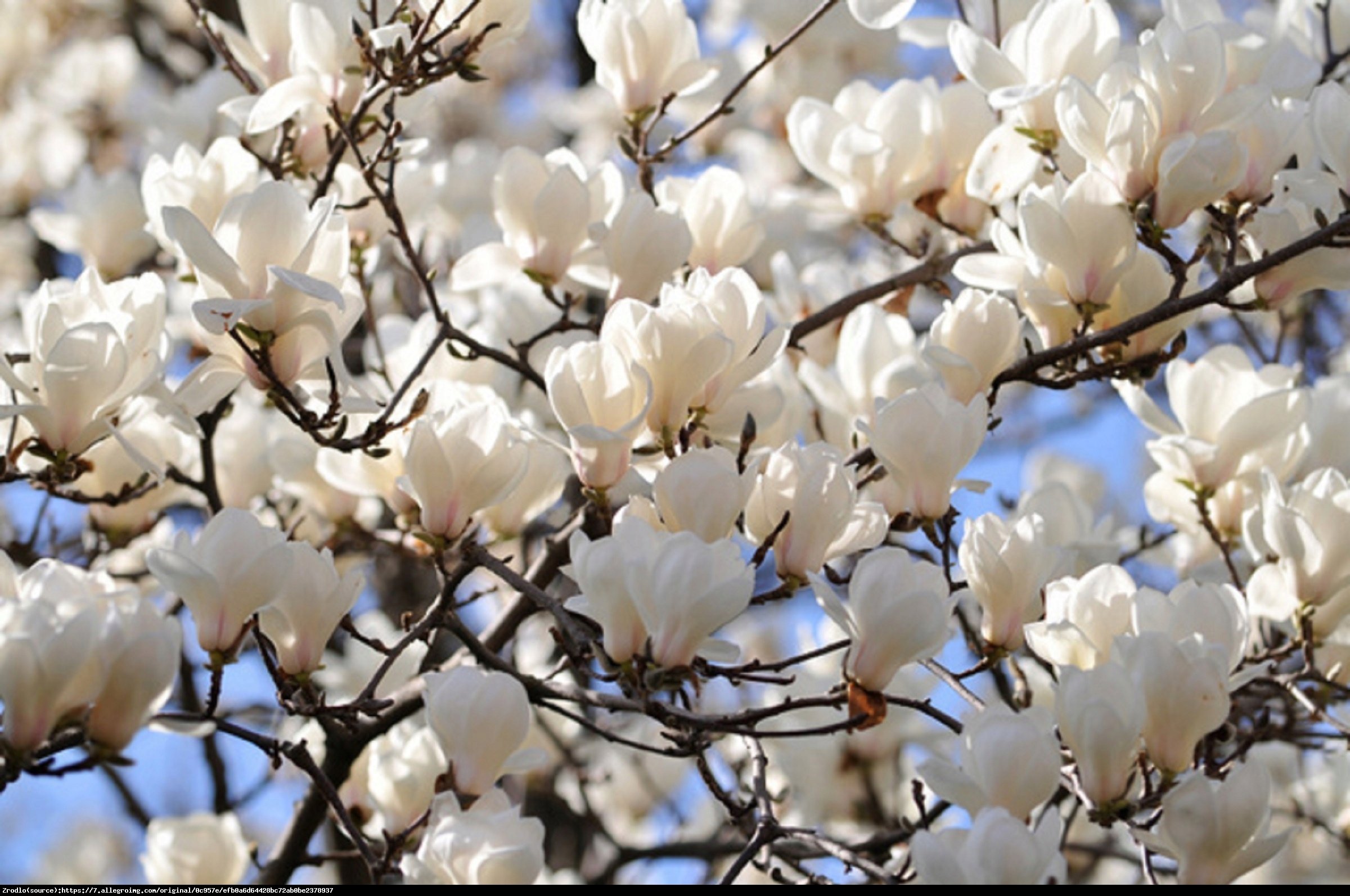 Magnolia Alba Superba - Magnolia Alba Superba