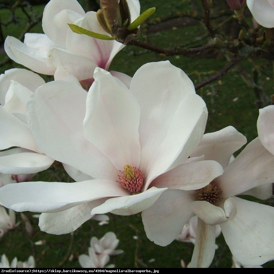 Magnolia Alba Superba - Magnolia Alba Superba