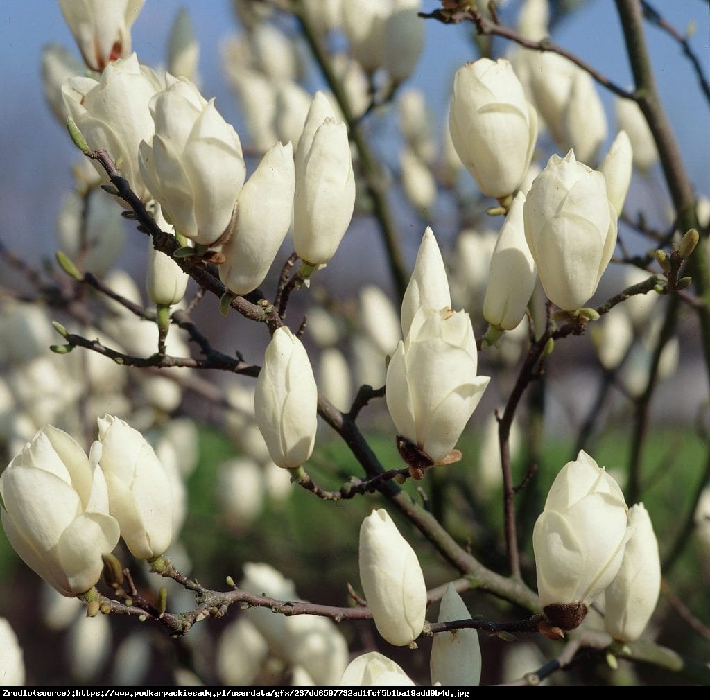 Magnolia Alba Superba - Magnolia Alba Superba