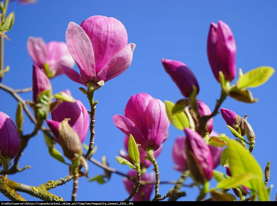 Magnolia Soulangea Lennei - Magnolia Lennei