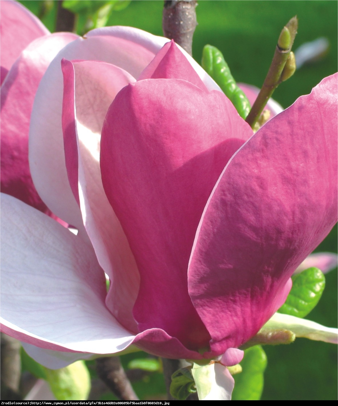 Magnolia Soulangea Lennei - Magnolia Lennei