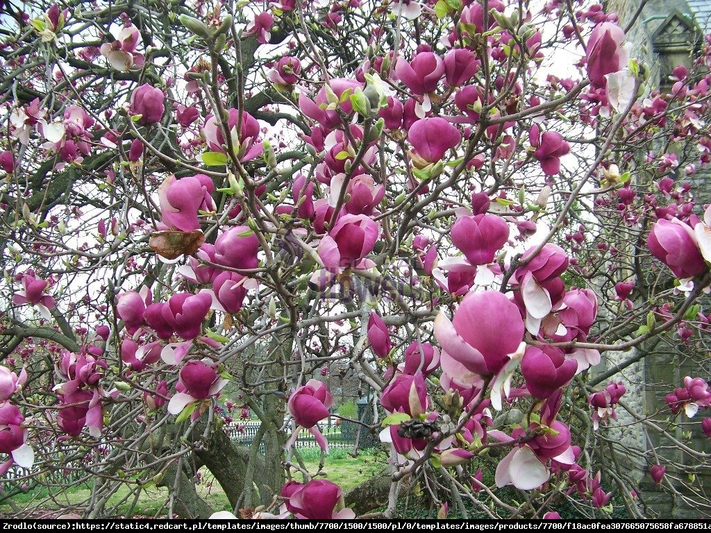 Magnolia Soulangea Lennei - Magnolia Lennei